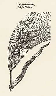 Triticum: PLANTS/TRITICUM