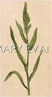 Triticum: PLANTS/TRITICUM REPENS