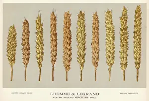 Vulgare: PLANTS/TRITICUM VULGARE