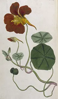 Majus: Plants - Tropaeolum Majus