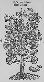 Majus: PLANTS/TROPAEOLUM MAJUS