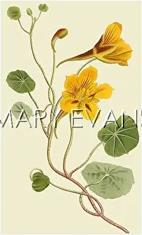 Minus: PLANTS/TROPAEOLUM MINUS