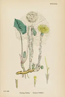 Tussilago: PLANTS/TUSSILAGO FARFARA