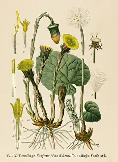 Tussilago: PLANTS/TUSSILAGO FARFARA