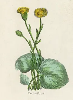 Tussilago: PLANTS/TUSSILAGO FARFARA