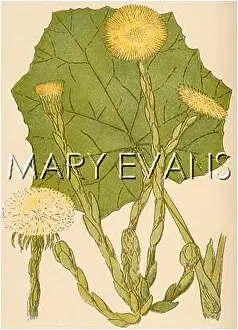 Tussilago: PLANTS/TUSSILAGO FARFARA