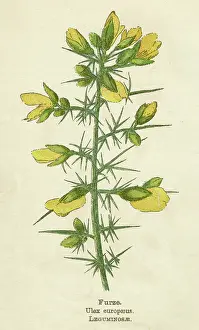 Whin: PLANTS/ULEX EUROPAEUS