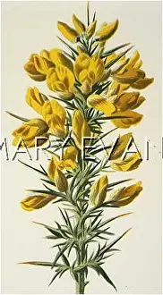 Furze: PLANTS/ULEX EUROPAEUS