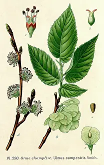 Campestris: PLANTS/ULMUS CAMPESTRIS