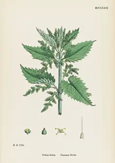 Nettle: PLANTS/URTICA DIOICA