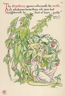 Nettle: Plants - Urtica Dioica