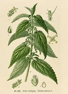 Nettle: PLANTS/URTICA DIOICA