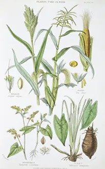 Millet: Plants used as food