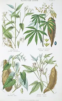 Esculenta: Plants used as food