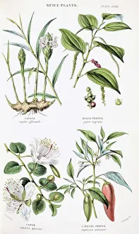 Spice: Plants used as food