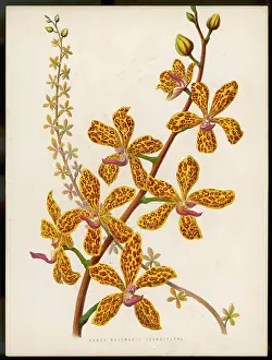Grandiflora: PLANTS/VANDA BATEMANII