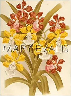 Vanda: PLANTS/VANDA INSIGNIS