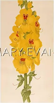 Mullein: PLANTS/VERBASCUM CRETICA