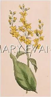Mullein: PLANTS/VERBASCUM NIGER