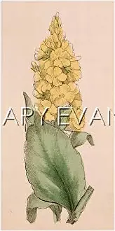 Mullein: PLANTS/VERBASCUM SP