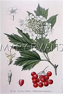 Viburnum: PLANTS/VIBURNUM OPULUS