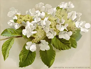 Viburnum: Plants - Viburnum Plicatum