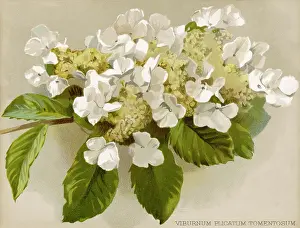 Viburnum: Plants - Viburnum Plicatum
