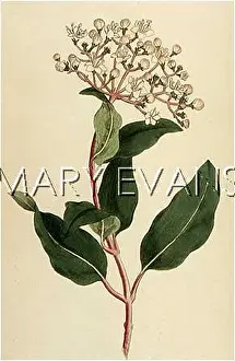 Viburnum: PLANTS/VIBURNUM TINUS