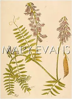 Vetch: PLANTS/VICIA CRACCA