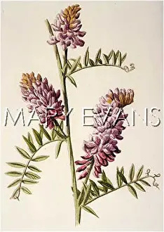 Vetch: PLANTS/VICIA CRACEA