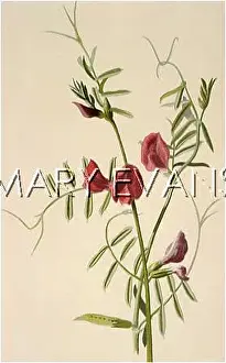 Vetch: PLANTS/VICIA SATIVA
