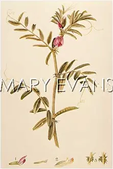 Vetch: PLANTS/VICIA SATIVA