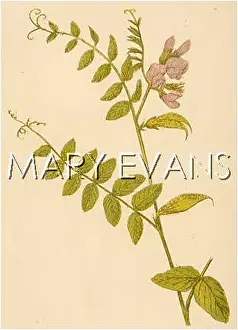 Vetch: PLANTS/VICIA SEPIUM