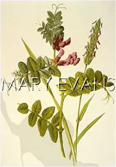 Vetch: PLANTS/VICIA SEPIUM