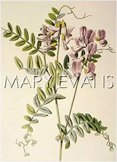 Vetch: PLANTS/VICIA SYLVATICA