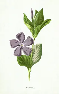 Periwinkle: PLANTS/VINCA MAJOR