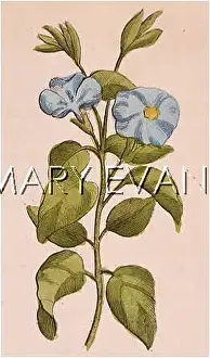 Vinca: PLANTS/VINCA MAJOR