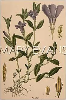 Vinca: PLANTS/VINCA MINOR