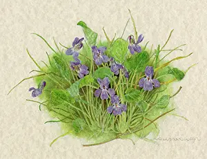 Violas: PLANTS/VIOLA