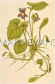 Odorata: PLANTS/VIOLA ODORATA