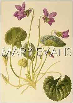 Odorata: PLANTS/VIOLA ODORATA