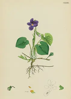 Odorata: Plants: Viola Odorate or Sweet Violet