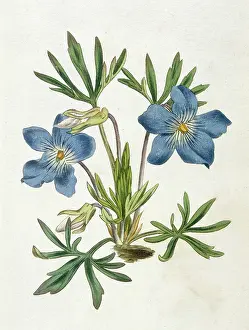 Crowfoot: Plants - Viola Pedata
