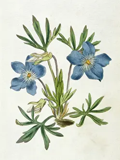 Viola: Plants - Viola Pedata
