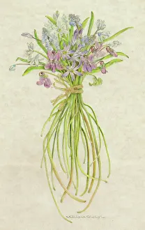 Helga Crouch: PLANTS/VIOLA SP