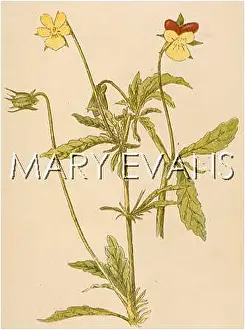 Heartsease: PLANTS/VIOLA TRICOLOR
