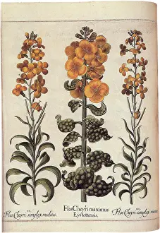 Mustard: Plants with Yellow Blooms
