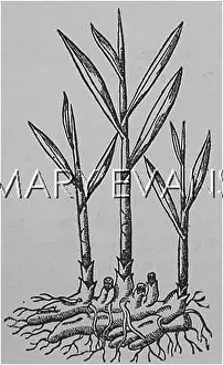Zingiber: PLANTS/ZINGIBER