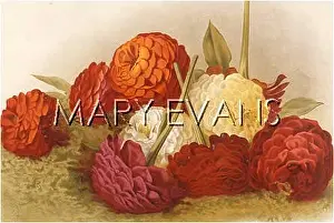 Zinnia: PLANTS/ZINNIA