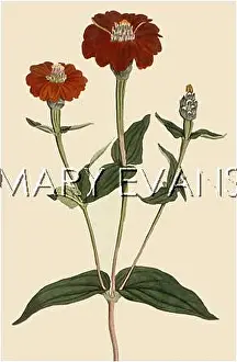 Zinnia: PLANTS/ZINNIA MULTIFLORA